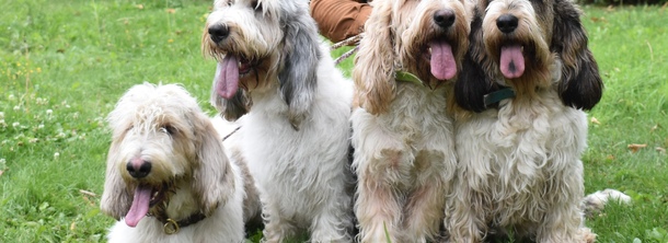 Гранд бассет грифон ванден